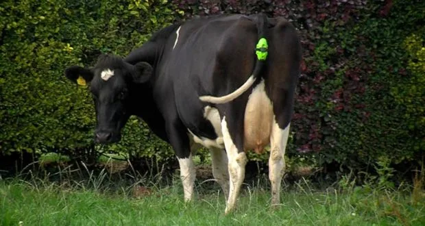 Cows can be Smart Too, Thanks to IoT